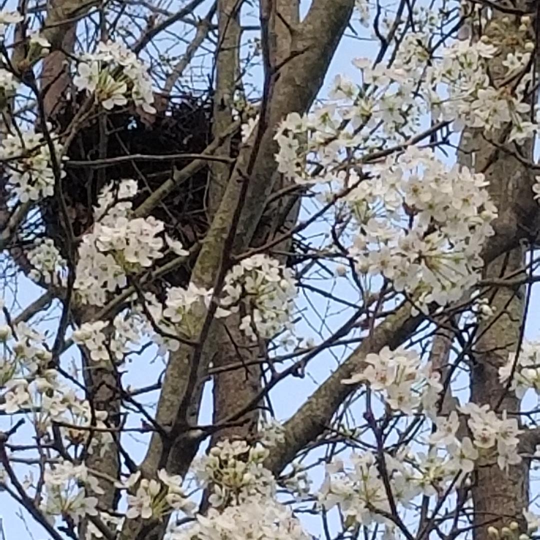 Nest in flowering tree